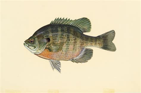 massachusetts freshwater fish species